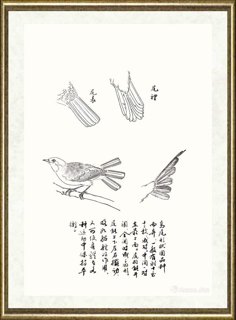 邹传安_鸟尾形状线描范图